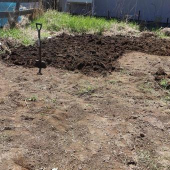 畑の土 畑,家庭菜園,雑草の写真素材