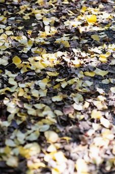 黄金色の落ち葉に覆われた小径 イチョウ,落ち葉,黄色の写真素材