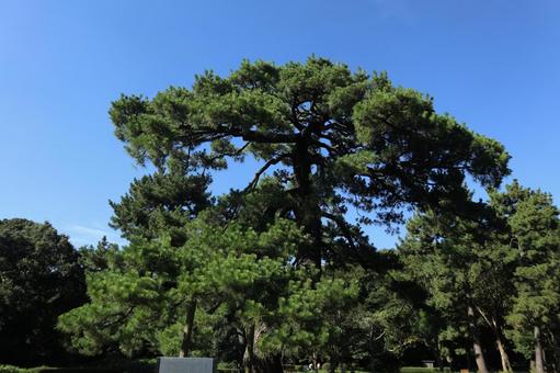 代々木公園 代々木公園の写真