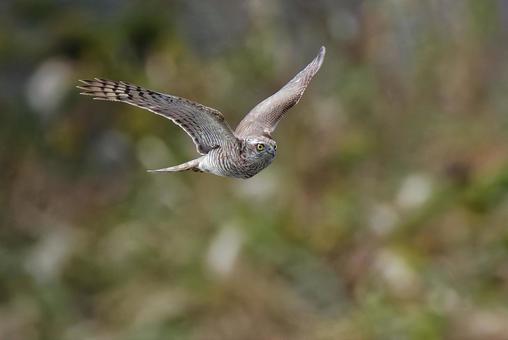 こちらに向かって来るハイタカ幼鳥 ハイタカ,灰鷹,鷂の写真素材