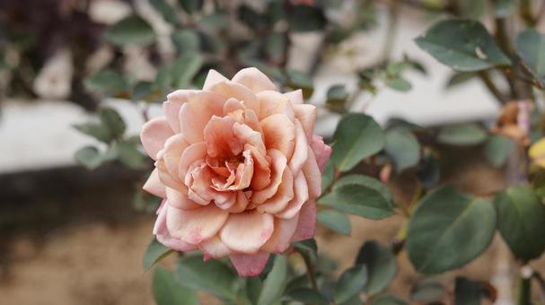 【花の写真】ばらの花 【花の写真】ばらの花の写真