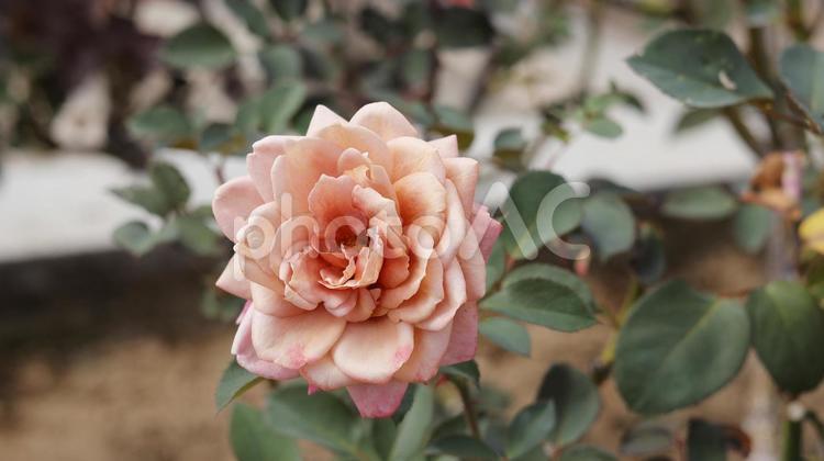 【花の写真】ばらの花 rose,植物,園芸の写真素材