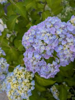 Purple and light blue hydrangea, JPG