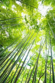 空に伸びる竹林の写真