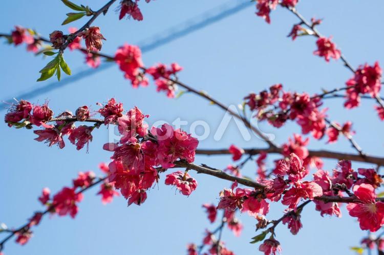 青空としだれ梅 梅,ウメ,梅の花の写真素材