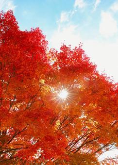 紅葉　妙高高原　いもり池 秋,自然,湖の写真素材