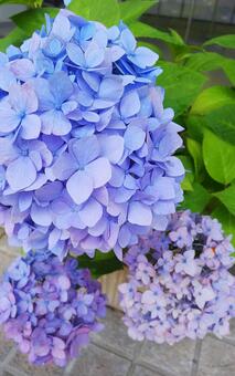 紫陽花 紫陽花の写真