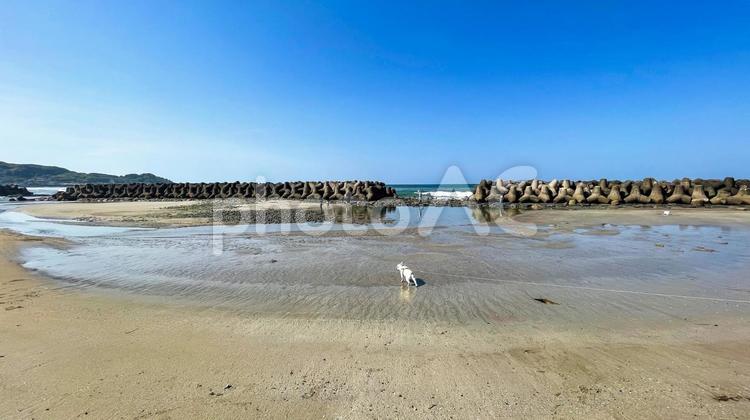波津海岸を駆けるフレブル フレンチブルドッグ,犬,波津海岸の写真素材