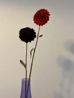 室內最好的花 室內最好的花