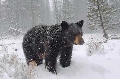 冬の森を行くクマの姿 冬の森を行くクマの姿の写真