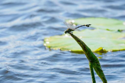 Photo, dragonfly, uchiwayanma, insect, 
