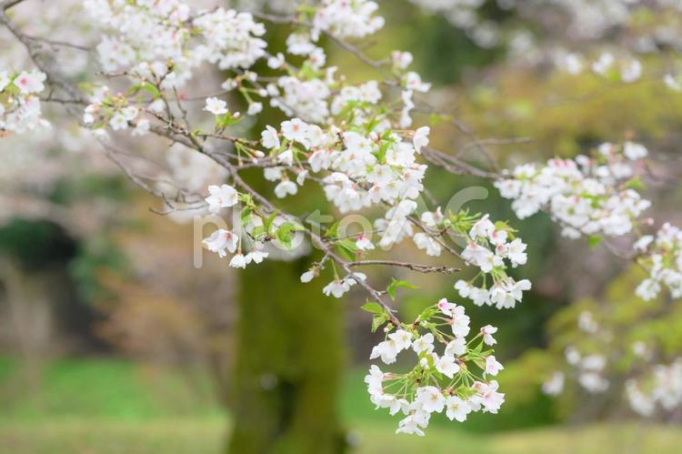 小雨の中、咲き誇る可憐な桜の花 桜,春,さくらの写真素材