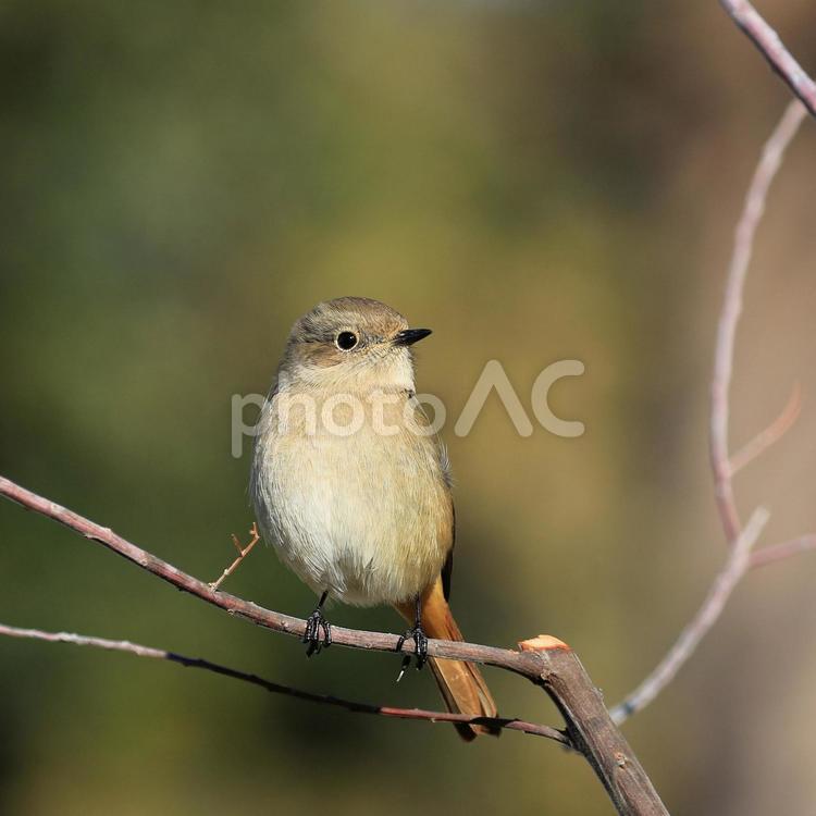 ジョウビタキ♀ ジョウビタキ,メス,ジョビコの写真素材