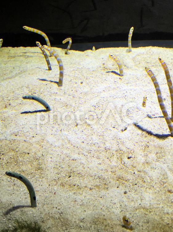 チンアナゴとニシキアナゴ チンアナゴ,ニシキアナゴ,水族館の写真素材