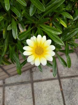 Gazania, JPG Gazania, JPG