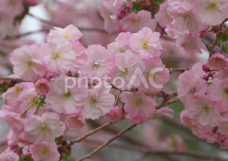 背景が美しい桜 サクラ,ピンク,春の写真素材