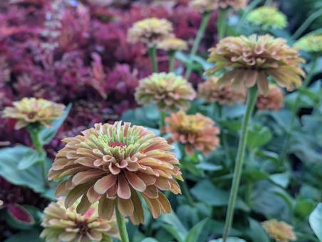 Zinnia, JPG