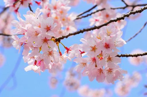 桜と青空の写真
