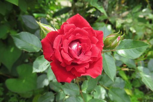 This is a true rose! A red rose flower, JPG This is a true rose! A red rose flower, JPG