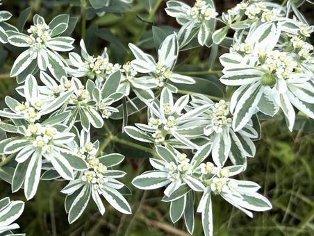 植物 ハツユキソウ 植物 ハツユキソウ ハツユキソウ,初雪草,花の写真素材