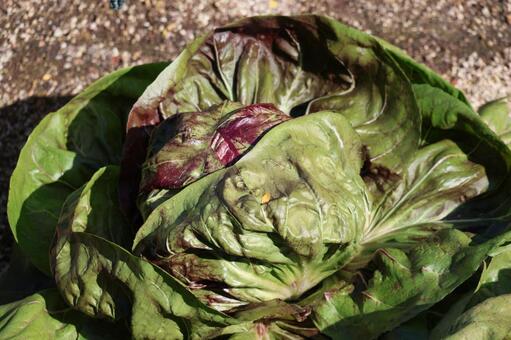 土の畑で栽培されてるトレビス 土,畑,栽培の写真素材