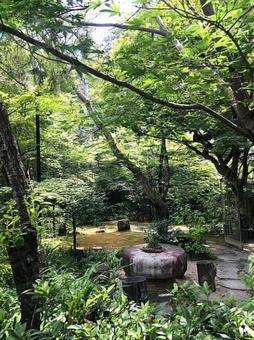 避暑地の庭 避暑地の庭の写真
