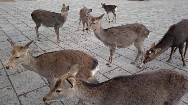 奈良公園のシカ 奈良公園のシカ シカ,動物,グレーの写真素材