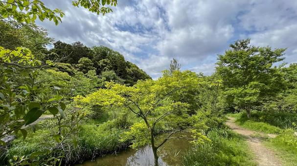 新緑と青空 新緑と青空 公園,新緑,青空の写真素材