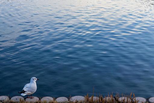 水辺に佇むカモメのコピースペース ユリカモメ,鳥,水辺の写真素材
