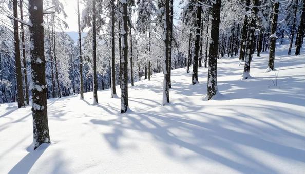 雪の中の森林 針葉樹 雪の中の森林 針葉樹の写真