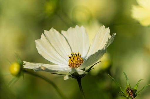 陽光を浴びる白いコスモスの花 コスモス,花,白の写真素材