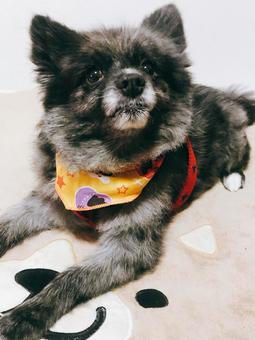 黒ポメ 黒ポメの写真