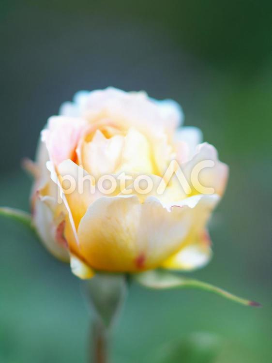 美しく咲き誇る薔薇園 薔薇園,薔薇,ソフトの写真素材