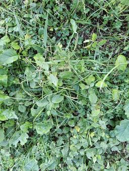 葉っぱ895の写真