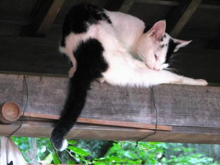 猫 20110827 猫 20110827の写真