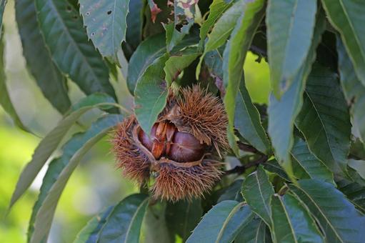 栗の木 栗の木,栗,実の写真素材