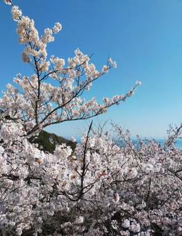 桜 桜の写真