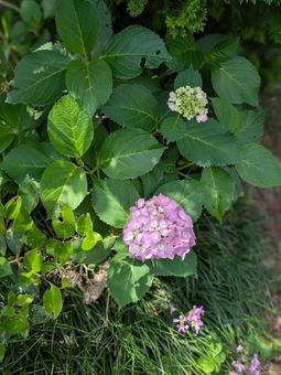 紫陽花 アジサイ 紫陽花 アジサイ の写真