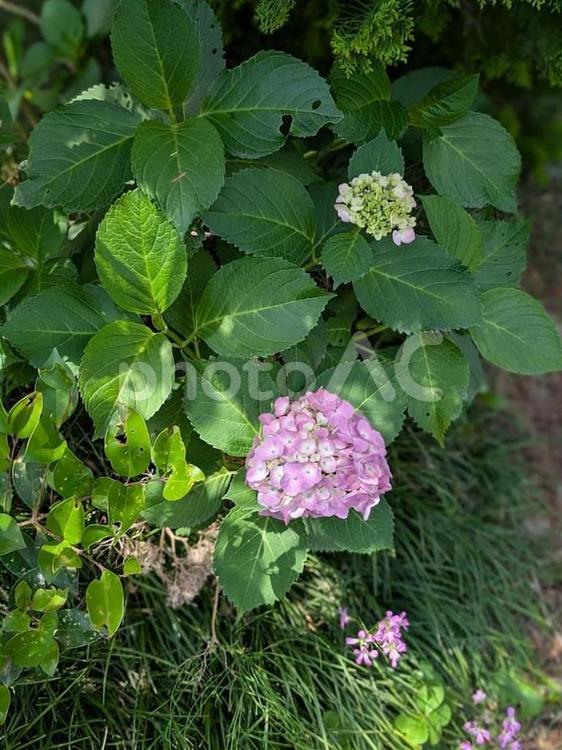 紫陽花　アジサイ　 ６月,アジサイ,紫陽花の写真素材