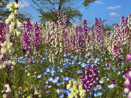カラフルな春のお花 カラフルな春のお花の写真