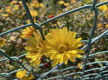 黄色い花の写真