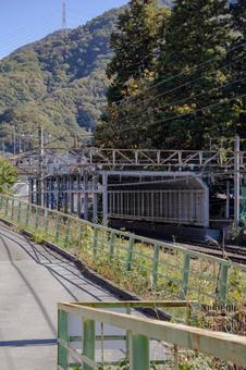 初鹿野諏訪神社の朴の木 初鹿野諏訪神社,神社,伝説の写真素材