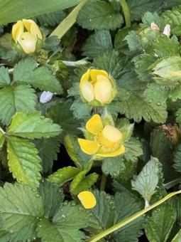 Photo, small yellow flowers, spring scenery, outdoors, 