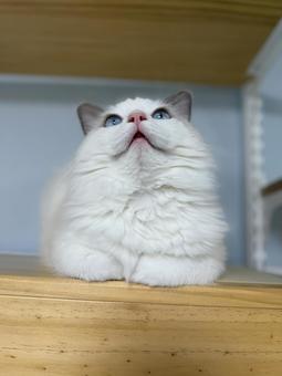 ラグドールの子猫 猫,ペット,かわいいの写真素材