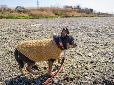 散歩する小型犬・チワワ・ミニピン 散歩する小型犬・チワワ・ミニピン 犬,わんこ,ペットの写真素材