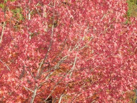 【紅葉写真】美しい紅葉 紅葉,自然,風景の写真素材