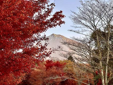 真紅の紅葉と朝日を浴びる富士山 富士山,紅葉,もみじの写真素材