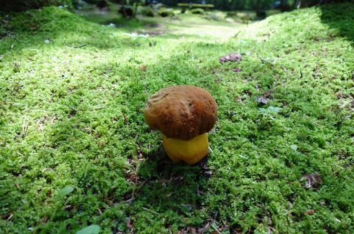 森のキノコ 森のキノコの写真