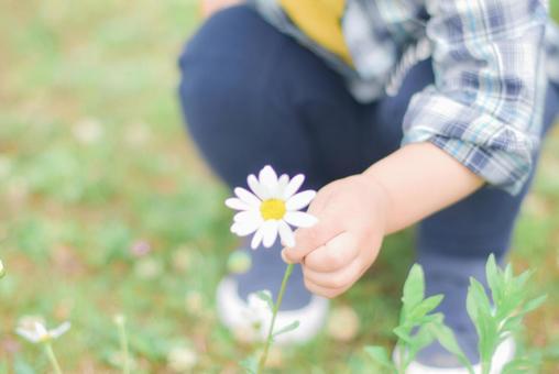 子供と一輪の花 子供と一輪の花 子供,子供の手,一輪の花の写真素材