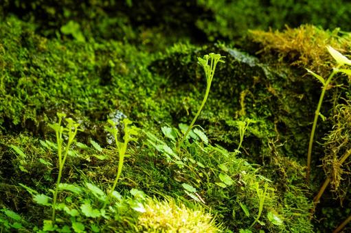 新緑の姉滝⒆ 新緑の姉滝⒆ 春,新緑,二口渓谷の写真素材